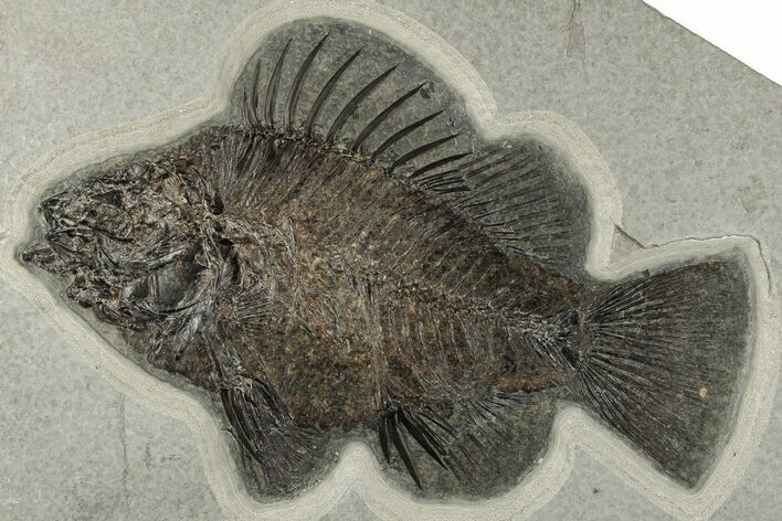 Superb, Fossil Fish (Priscacara) - Green River Formation #203213